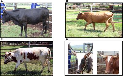 Genetics of Base Coat Colour Variations and Coat Colour-Patterns of the South African Nguni Cattle Investigated Using High-Density SNP Genotypes